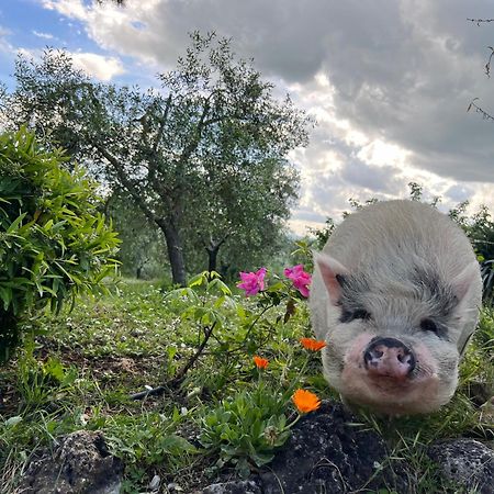 Agriturismo Pieve Sprenna Buonconvento Kültér fotó