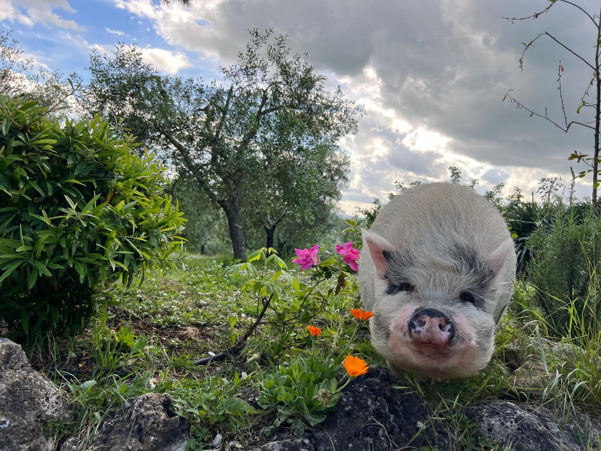 Agriturismo Pieve Sprenna Buonconvento Kültér fotó